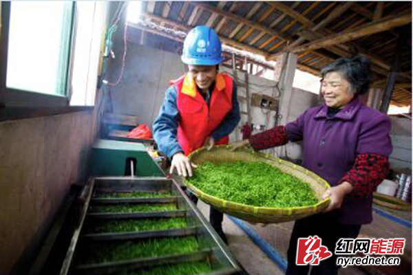 国网湖南电力员工帮助茶户加工茶叶。郑曦 摄