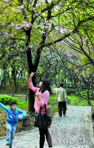 ３月３０日，菊花塘公园樱花绽放，吸引了许多市民观赏。（记者 欧阳天 摄）