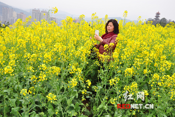 红日岭油菜花开春意盎然