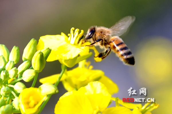 蜜蜂飞舞油菜花开采蜜忙