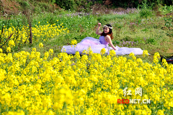 油菜花开春意盎然 拍照圣地