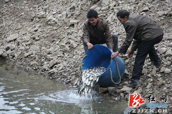 慈利县2万尾鱼苗放流“南山瑶池”
