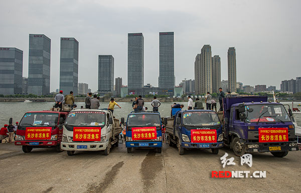 4月1日，在今年湘江干流禁渔期开始的第一天，在长沙橘子洲举行放鱼活动。