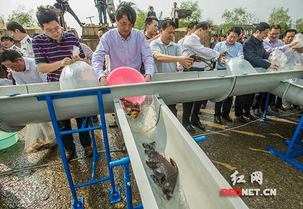 湖南省人大常委会副主任徐明华参加湘江干流放鱼活动。