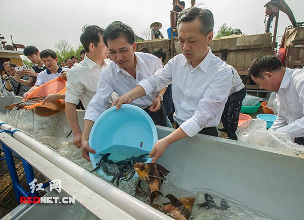 湖南省副省长张硕辅参加湘江干流放鱼活动。