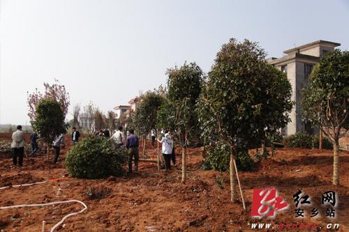 安乡县:树木认养活动栽下第一批树苗