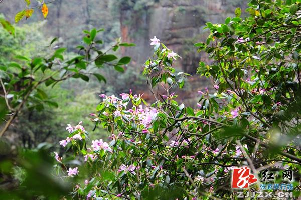 武陵源杨家界景区成春游热点  日均“吸”客超5000人次