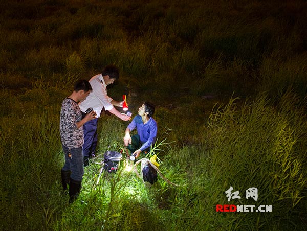 在湘江西岸的草丛中，一名用电击方法非法捕鱼的人被当场查获。