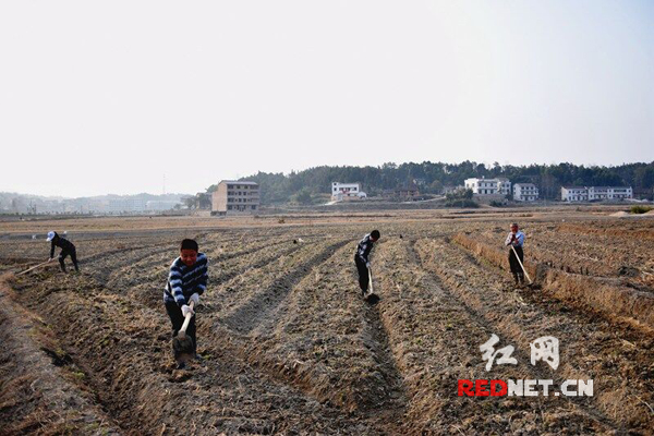 村民在仙草种植基地整理垄台