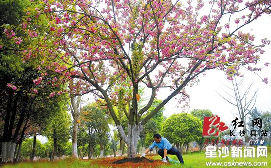 长沙县一花农捐赠樱花树 每逢花期按时施肥