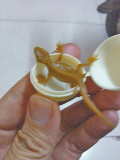 摊贩卖整人玩具巧克力糖剥出“壁虎”吓哭女生