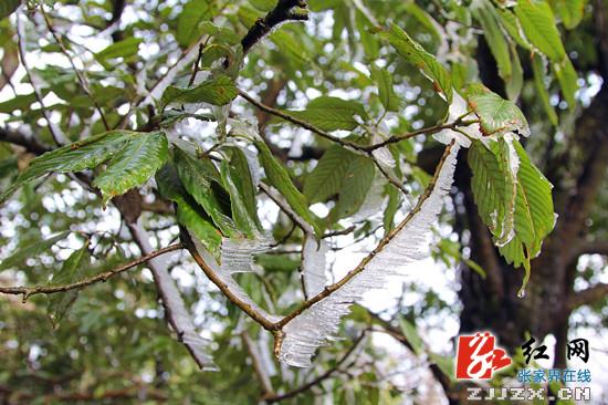 天门四月天 春雪云海齐露脸