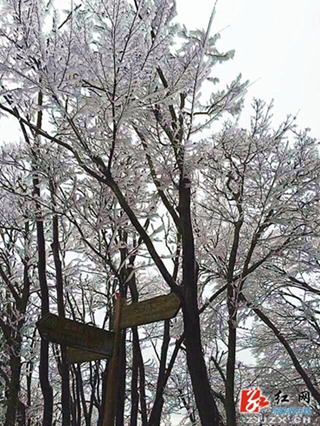 张家界：天门四月天 春雪云海齐露脸