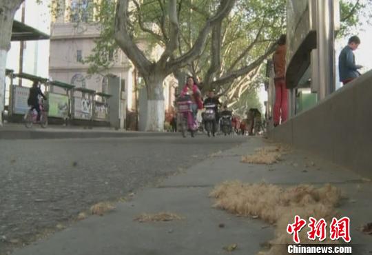 南京园林为飘絮梧桐做“绝育”防控春季“毛毛雨”