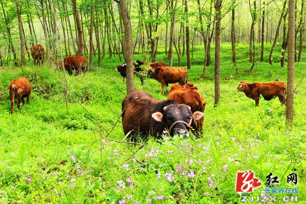 张家界乡村旅游添新去处 姚峰界生态农业风景迷人