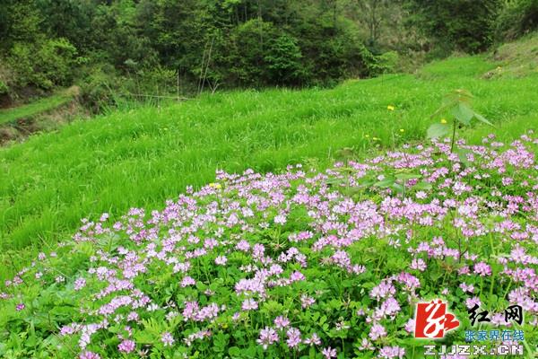 张家界乡村旅游添新去处 姚峰界生态农业风景迷人