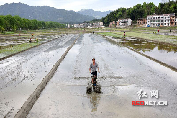 万亩双季稻种植基地一角