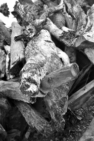 江边成堆的木头有数十根，粗细长短不一，但通身乌黑。 《长株潭报》记者刘平摄