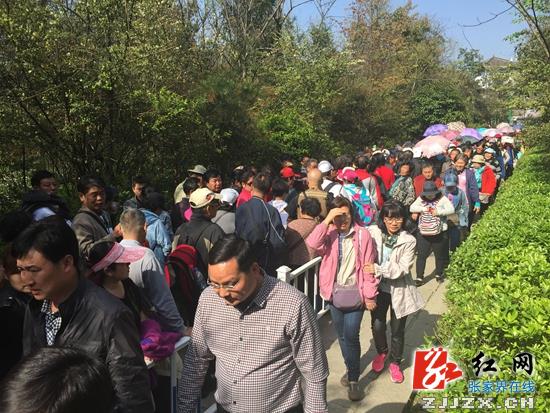 旅游旺季来临武陵源区旅工委部署应急工作分流游客