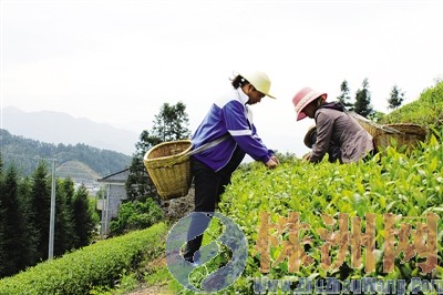 工人正在采摘茶叶 王军 刘小花 摄
