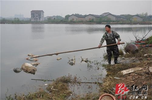 汤新华在鱼池清理淹死的死猪