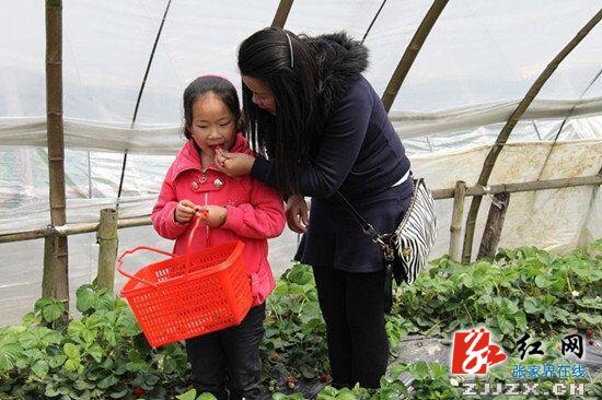 慈利：爱你“莓”商量 增彩民俗乡村游