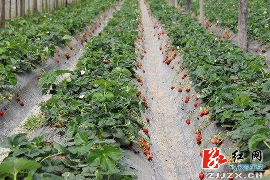 慈利：爱你“莓”商量 增彩民俗乡村游