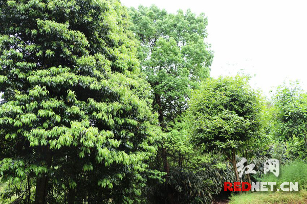 生长茂盛的闽楠林