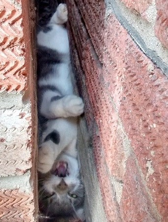 调皮猫咪被卡墙缝两小时消防队拆墙救援（图）