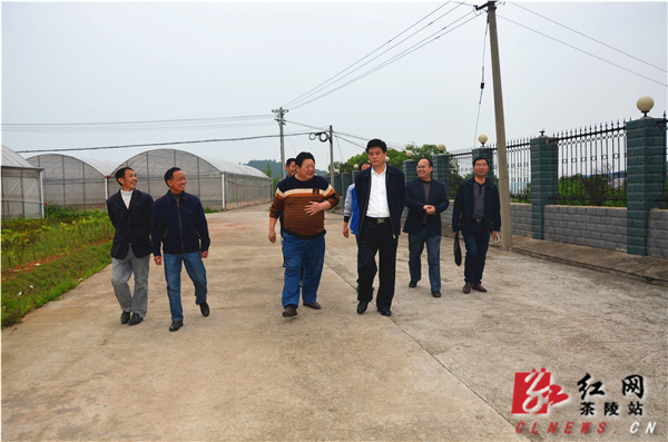 彭新军察看枣园烟叶育苗基地及烘烤工场