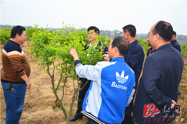 彭新军察看中秋酥脆枣种植基地