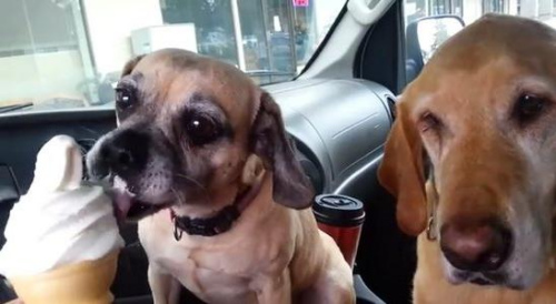 两只狗狗在主人安排下，很快就把一个冰淇淋瓜分干净了。