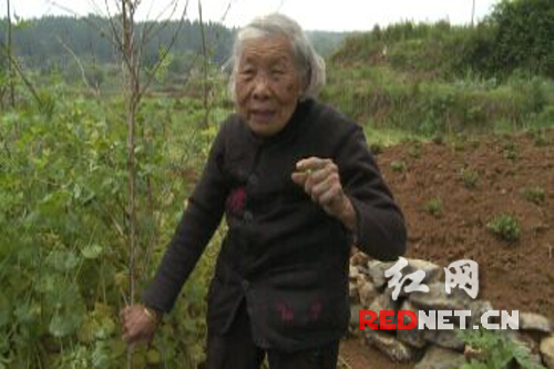 隆回95岁老太带着儿子下田干活 称不干活脚就