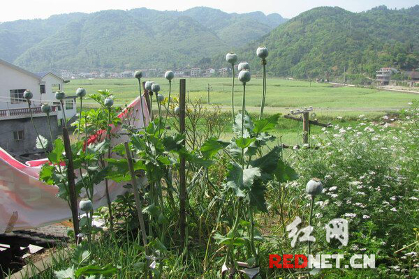 沅陵七旬老妪种植罂粟治腰痛 网友微信炫耀被