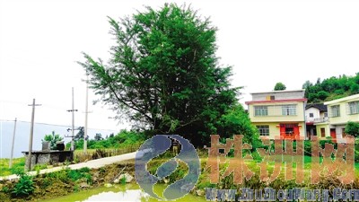 数百岁银杏树