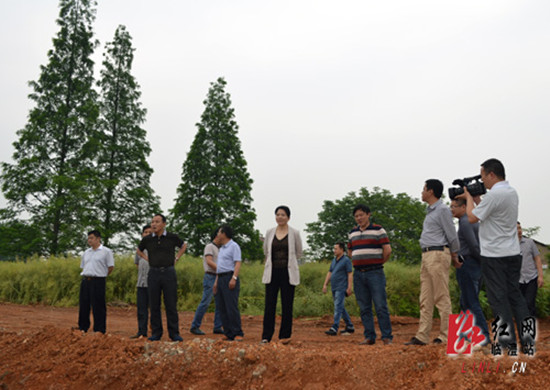 蒋颖群一行实地查看新合垸澧水大堤