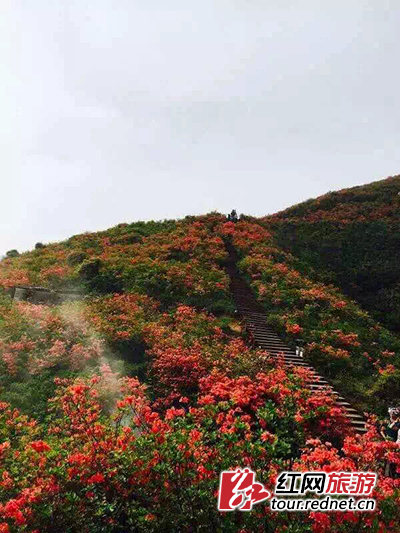 今日（5月9日）大围山实拍图。图中所示的步道6日通过国家验收，是湖南省第一条国家级登山健身步道、全国第一条森林步道。