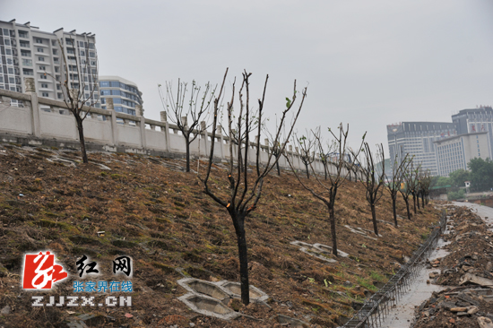 澧水河岸护岸林建设整体施工正在有序进行中