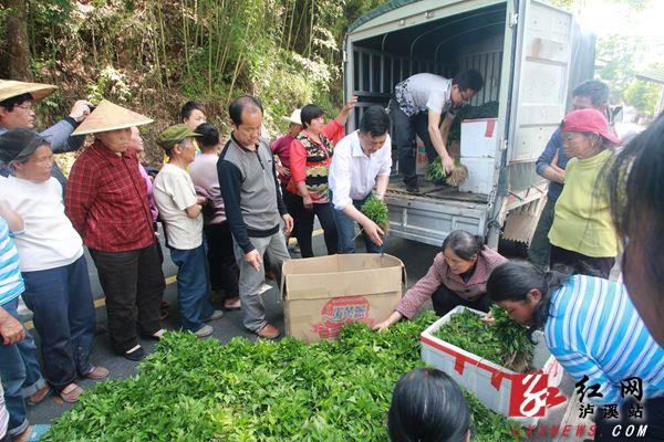 泸溪免费为村民发放8万株辣椒秧苗