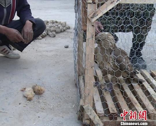 老鹰抓小鸡反遭母鸡围困被抓龙治强摄