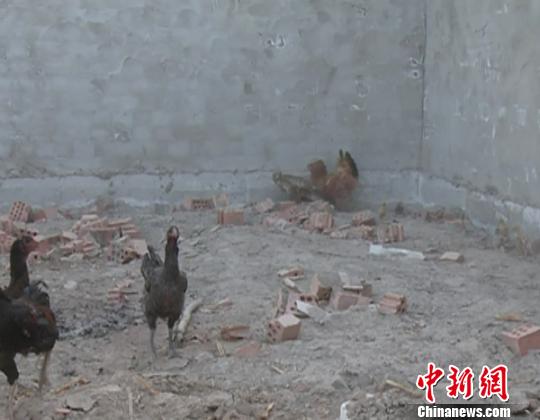 老鹰抓小鸡反遭母鸡围困被抓。　龙治强摄