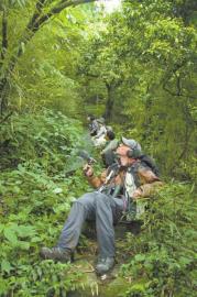 在四川省宜宾市屏山县老君山山腰上，一阵虫鸣般的叫声打破了平静，在一处低矮的灌木丛枝头，一只浅褐色的四川短翅莺正在吟唱，而它也是几天前才“收获”了这个新名字。