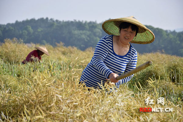 农民就着油菜田翻打油菜。