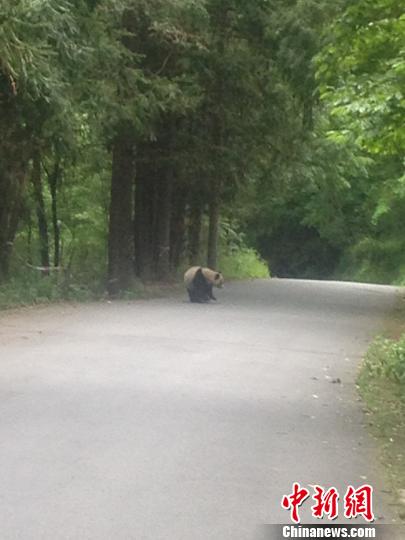 游客意外拍到野生大熊猫在景区公路悠闲散步唐家河保护区供