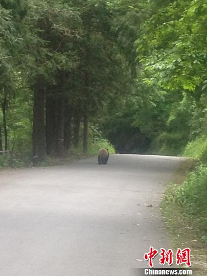 野生大熊猫向山上丛林缓缓走去唐家河保护区供