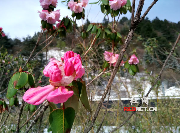 挂着冰粒的高山杜鹃。