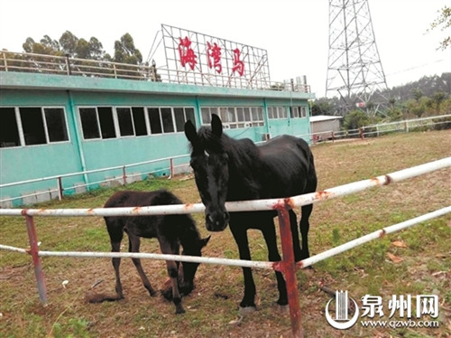 女游客马场拍照被马咬伤或因母马护犊所致(图)