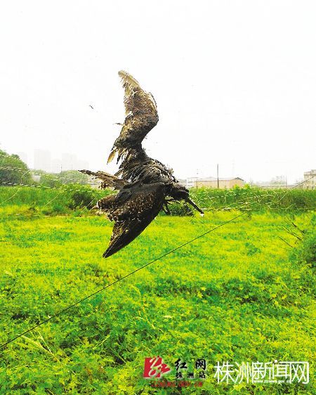 一只鸟儿被网住，已经死亡（记者 谢慧 摄）