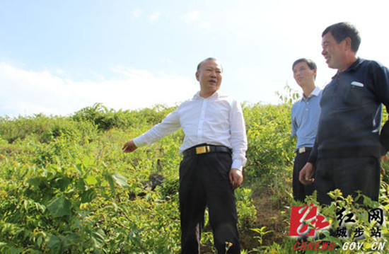 罗建南在冒水井村金银花基地调研 肖丁勤摄