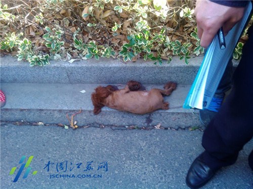 泰迪犬遭遇车祸临死前咬伤女主人手(图)